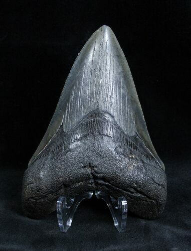 Inch Megalodon Tooth - Nice #1658